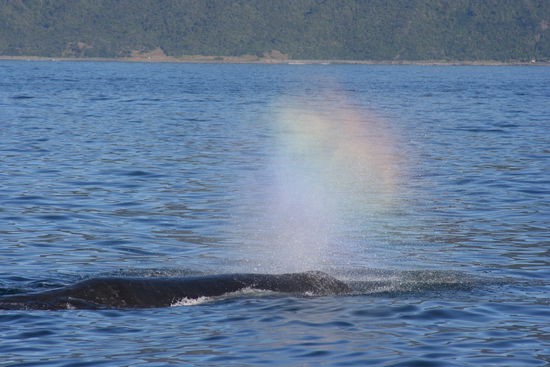 Einer der beiden Walfische die wir beim Whalewatching auf Kaikoura gesehen haben