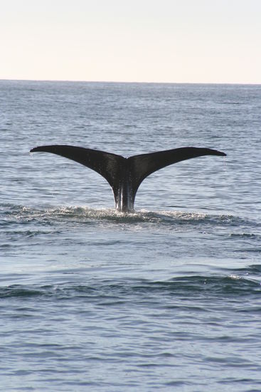 Besonders schoen ist es wenn der Wal abtaucht und man seine Schwanzflosse sieht