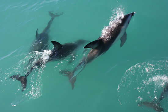 Dutzende von diesen Delfinen sind freudig vor unserem Tourboot geschwommen. Sie sind sehr gerne im Kontakt mit Menschen.