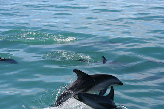 Hier nochmals ein Bild von den Dusky Delfinen