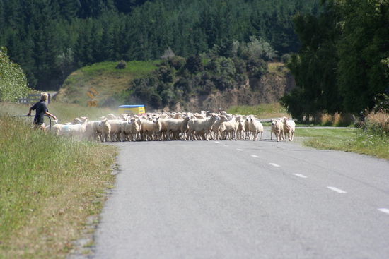 Diese Tiere sieht man in Neuseeland am meisten wenn man rechts und links von der Strasse schaut, im gesamten 60 Millionen.