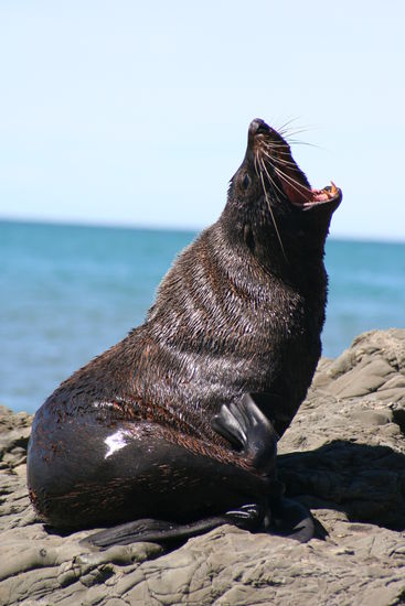 Ist er nicht schnuesig der kleine, wir haben in kurz nach Kaikoura an der Kueste gesichtet.