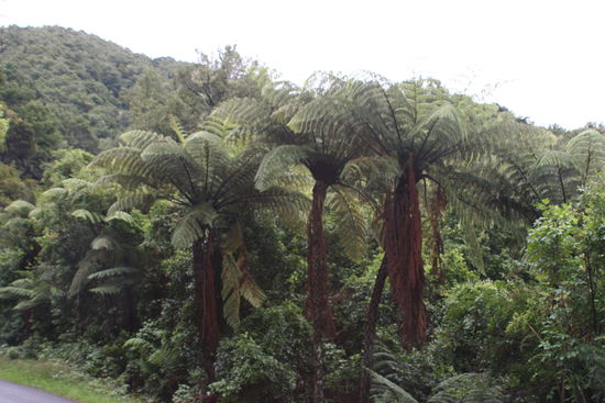So grosse Farne, das sind Baeume hier sieht man bei den Marlbough Sounds (Fiorden) aber auch an vielen anderen Orten in Neuseeland