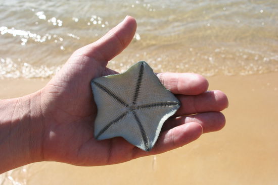 Hier die Rueckseite des Seesterns, denn Maite in der Hand hat.