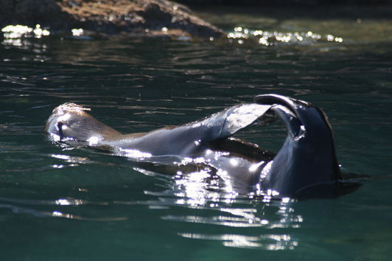 Diese herzigen Seals haben wir bei Tonga Island gesehen wie sie zusammen gespielt und geplanscht haben