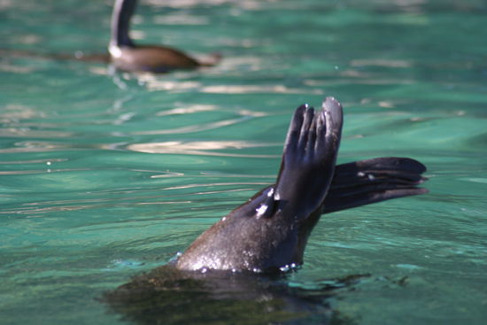 Hier noch so ein herziges Kerlchen, dass uns zuwinkt...