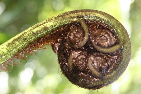 Hier die Knospe der Farnpflanze, die die hier Baeume werden koennen.