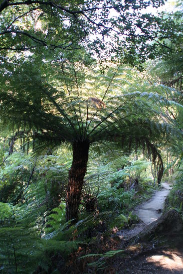 So schoene grosse Farnbaeume haben wir auf dem Coastal Track gesehen.