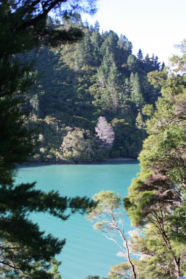 Hier noch eine Foto vom Kenepuru Fiord vor unserer Tour im Abdel Tasman N.P