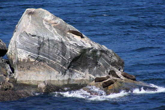 Hier einige Robben auf den Felsen am Faulenzen