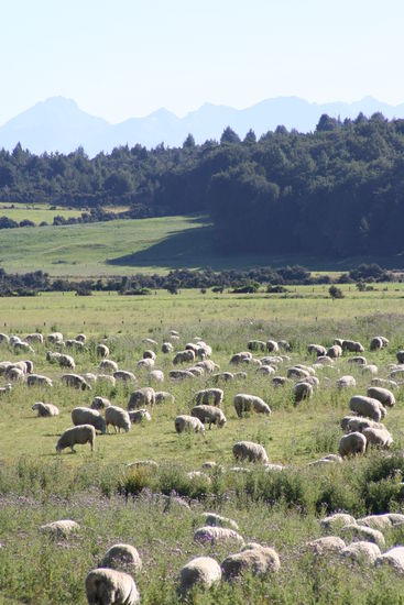 Es hat 60 Mio Schafe in Neuseeland