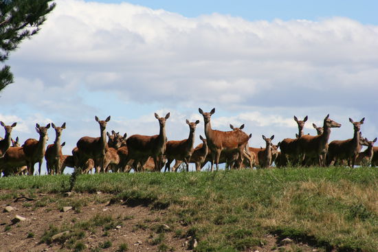 Diese Rehherden sieht man immer wieder in Neuseeland, sie sind jedoch eingehagt