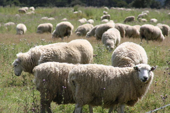 Hier noch ein paar Schafe von etwas naeher