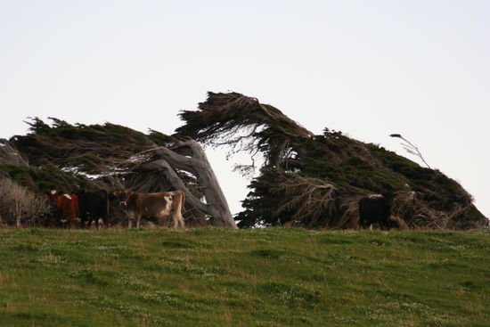 Auf der Strecke nach Invergarcill sieht man diese Baeume die vom Wind ganz schief stehen...
