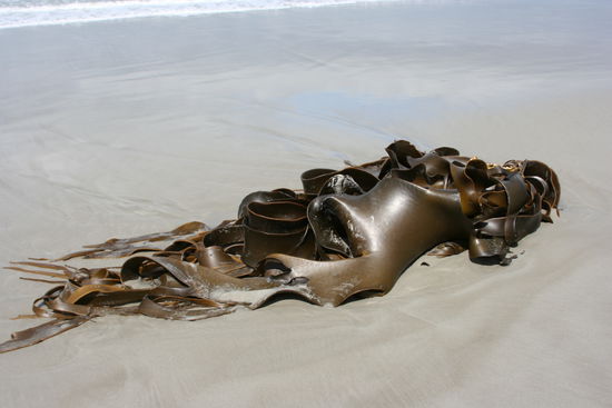 Solche Algen findet man am Strand