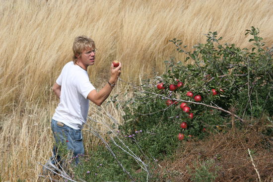 Auf dem Weg zum Mt. Cook hatte es Aepfelbaeume an der Strasse, sie waren leider nicht suess...