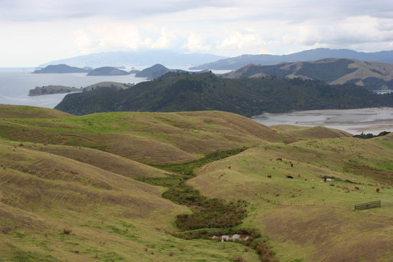 Dieses Landschaftsbild ist auf der Coromandel Halbinsel in der Naehe von Coromandel Town