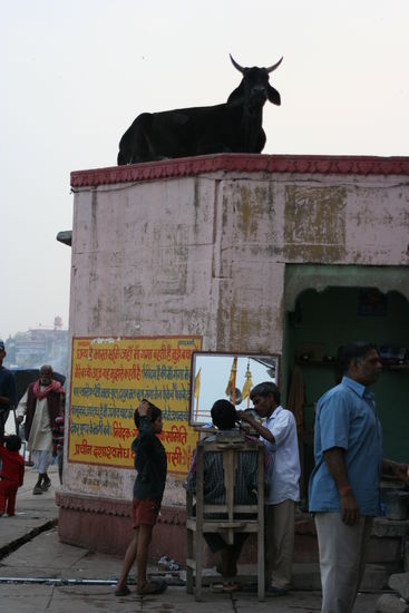 Die Kuh geniesst es da oben und unten lässt sich ein Inder rasieren.