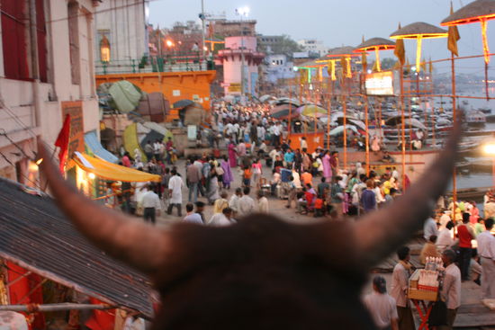 Die Kuh schaut auch zu