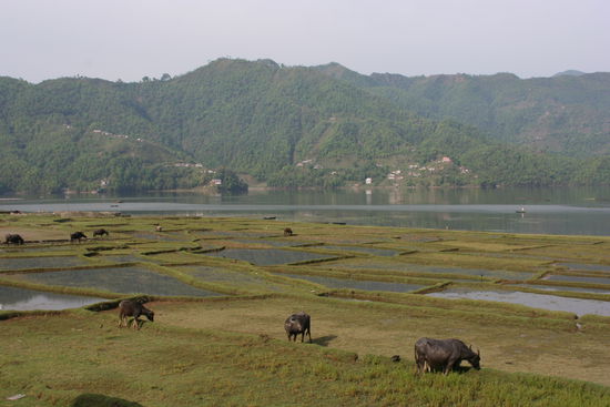 Sicht von unserem Guesthouse in Pokhara am Pewa Lake