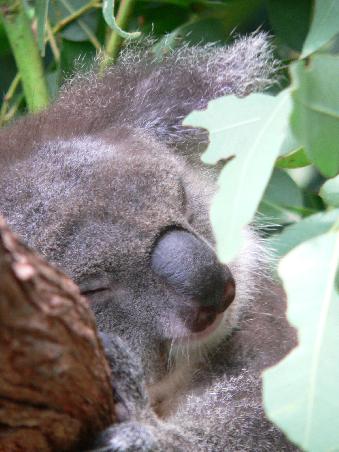 Ist der nicht süß??! Ein schlafender Koala (Koalas schlafen fast 18 Stunden am Tag)