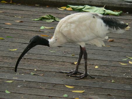 Der Kollege Ibis... Diese Viecher kommen überall in der Stadt vor und sind sowas wie die Tauben bei uns - nur sind sie "ein bisschen" größer...