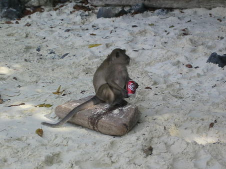 Monkeybeach - Affe und Coca Cola ! Like the tast of it!