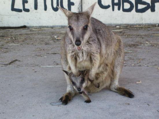 Mama & Baby..... knutsch....