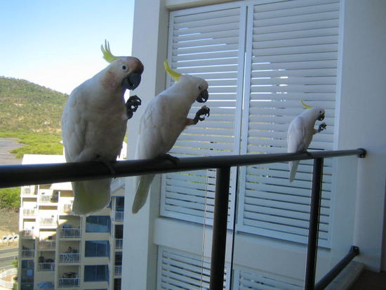 "Meine" Tierchen auf unserem Balkon