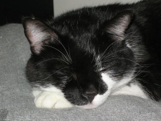Jasper - mein Stinker! (auch mein No.1)