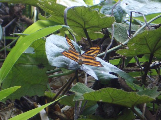 im Cuc Phong Nationalpark
