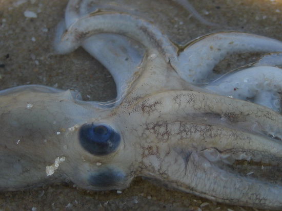 haetten wir mal keinen Fisch gegessen