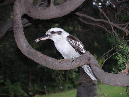 Kookaburra, groesster Vertreter der Eisvoegel