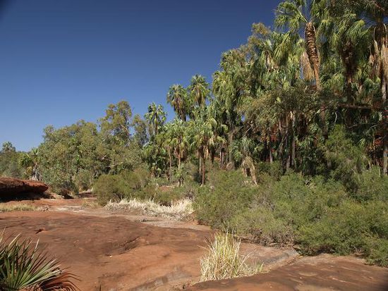 Palm Valley mit Cabbage Tree Palms