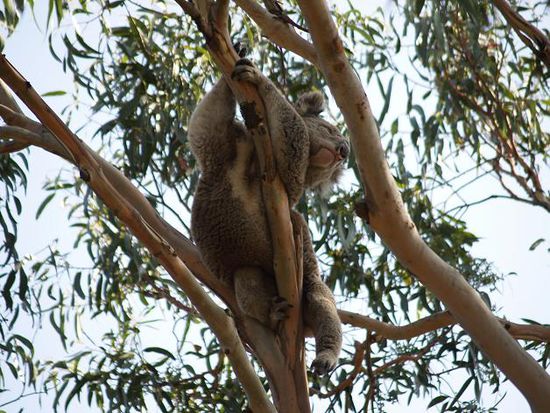 Koala bei der Arbeit "Verdauungsschlaf"