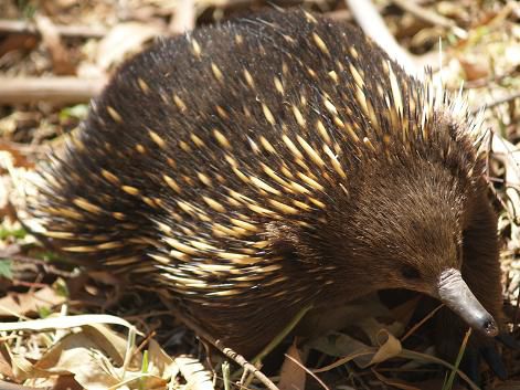 Echidna beim Wandern