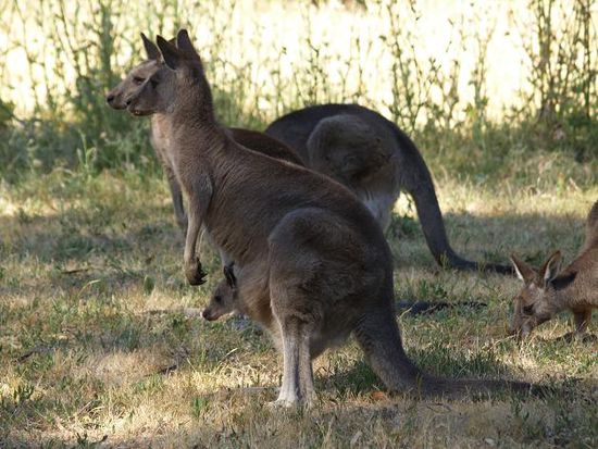 Wallabies, und ein Joey im Beutel