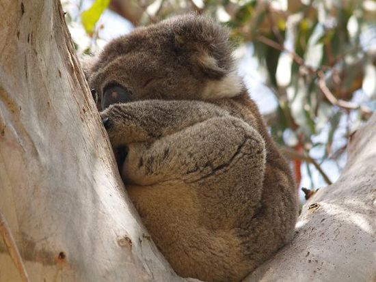 Koala bei einem normalen Arbeitstag