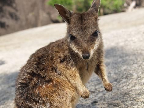 Wallabie Joey, Granite Gorge