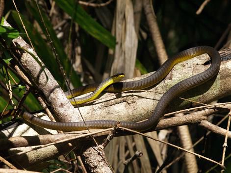 Baumschlange im Eungella NP