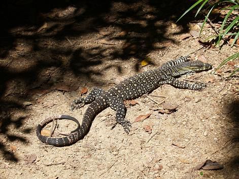 Waran, Eungella NP