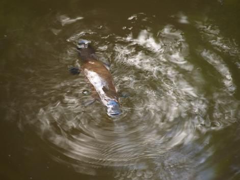 Schnabeltier im Eungella NP