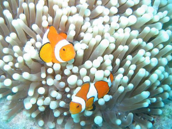 Anemonenfische, Moore Reef