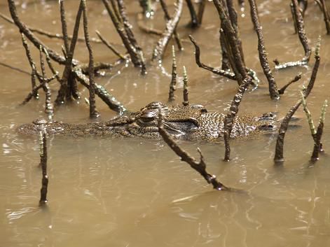 Saltie am Daintree River
