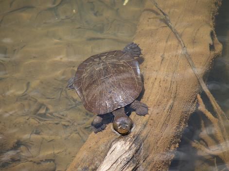 Wasserschildkroete beim Lake Eacham