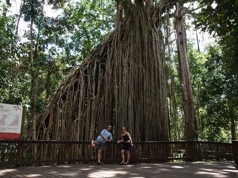 Curtain Fig Tree