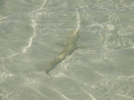 Sandhai bei der Whitehaven Beach
