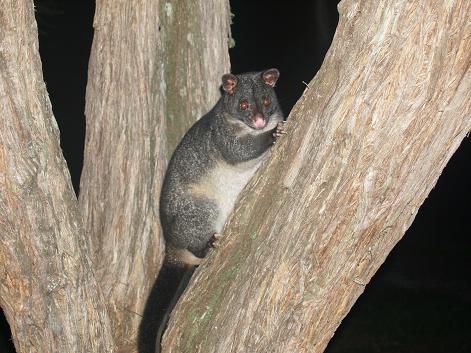 Possum