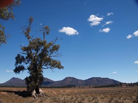 Flinders Range mit Eukalyptusbaum