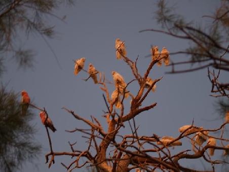 Nackaugenkakadus und Rosa Kakadus als Wecker um um 5Uhr